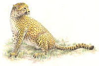 Gepard