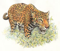 Jaguar