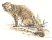 Jaguarundi