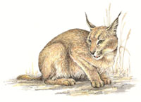 Karakal