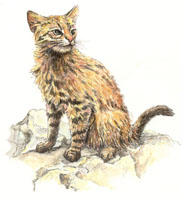 Kolokolo