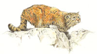 Manul