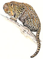 Ocelot