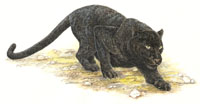 Pantera czarna
