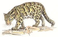 Pantera mglista