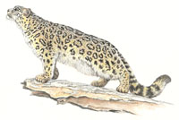 Pantera sniezna