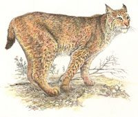 Rys amerykanski