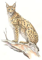 Rys iberyjski