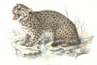 Taraj