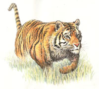 Tygrys bengalski
