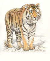 Tygrys syberyjski