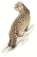 Wyspowy