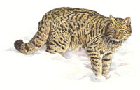 Zbik